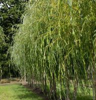 Suche Bambus/Weide/Rosen etc. Nordrhein-Westfalen - Dormagen Vorschau