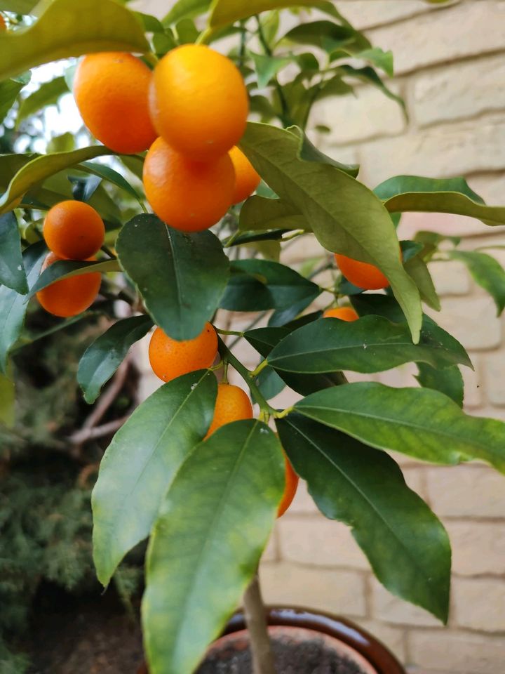 Zitruspflanzen Zitronenbäume Kumquat Mandarinenbäumchen in Volkmarsen