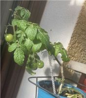 Tomaten Pflänzchen : 2 Stück 1€ / Samen 1€ Bayern - Rosenheim Vorschau