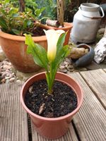 Calla ableger Leuna - Spergau Vorschau