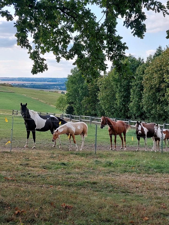 Paint Horse Hengst Jährling Westernpferd Quarter Horse in Neukirchen/Erzgeb