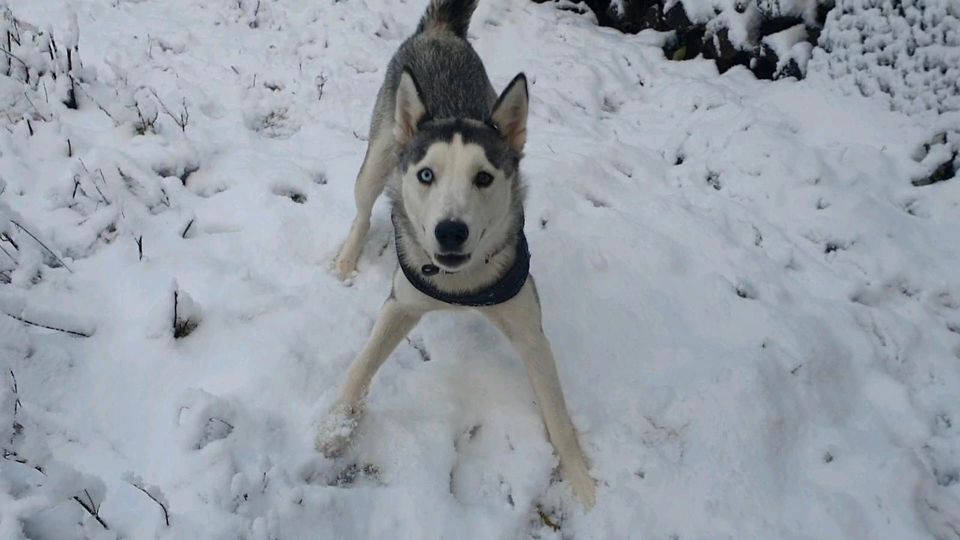 Hunde Spielkameraden gesucht in Waldachtal in Waldachtal