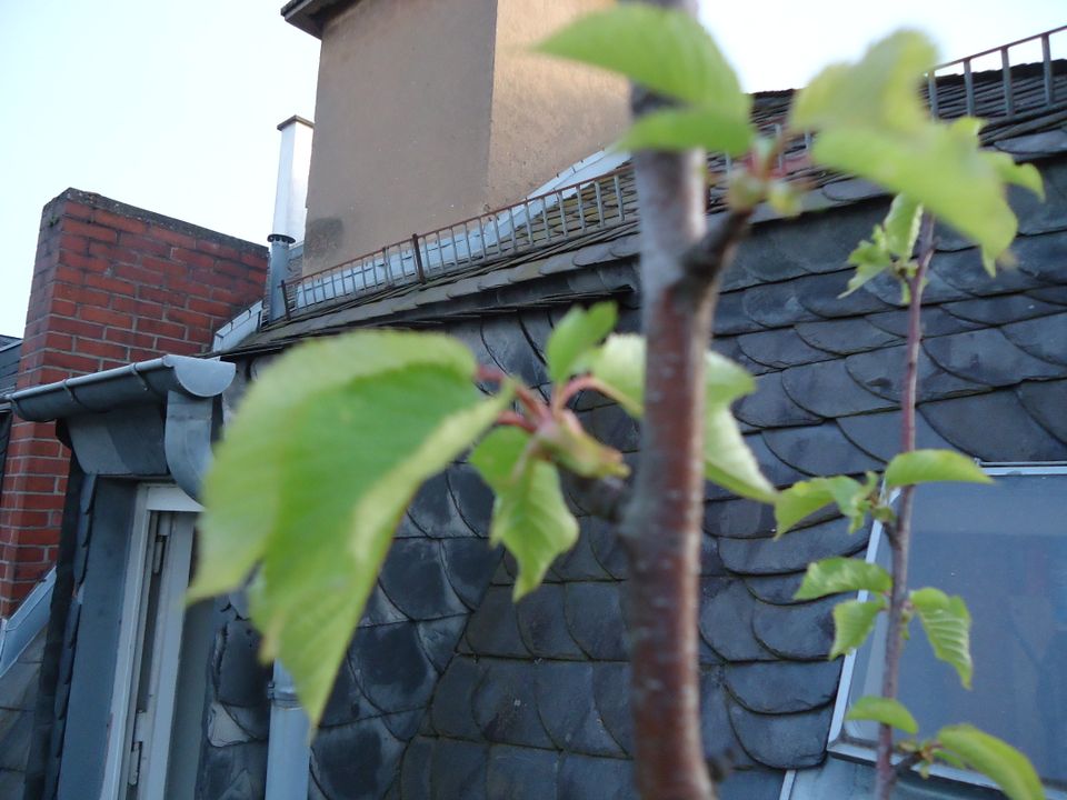 Süßkirsche Vogel-Kirsche Prunus avium Obstbaum 2,50 m hoch in Frankfurt am Main