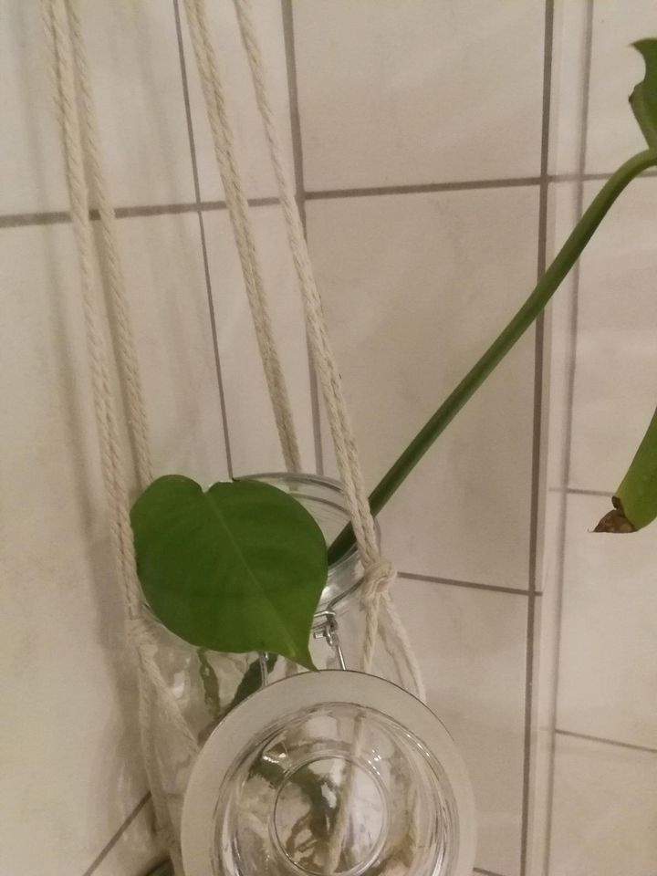 Monstera deliciosa Stecklinge in Euskirchen