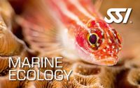 SSI Marine Ecology Dive SSI tauchen  online Specialty Gerbstedt - Welfesholz Vorschau