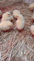 Fleischhähnchen Küken Sachsen-Anhalt - Hohenlepte Vorschau