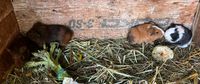 Meerschweinchen Babys abzugeben Brandenburg - Rehfelde Vorschau