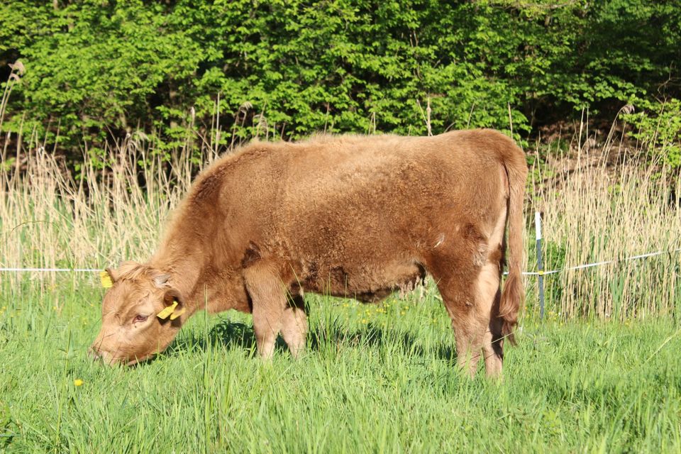 Dexter Färse Rind in Hessisch Lichtenau