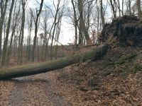 Wald, Acker Grünland gesucht Roßleben-Wiehe - Wiehe Vorschau