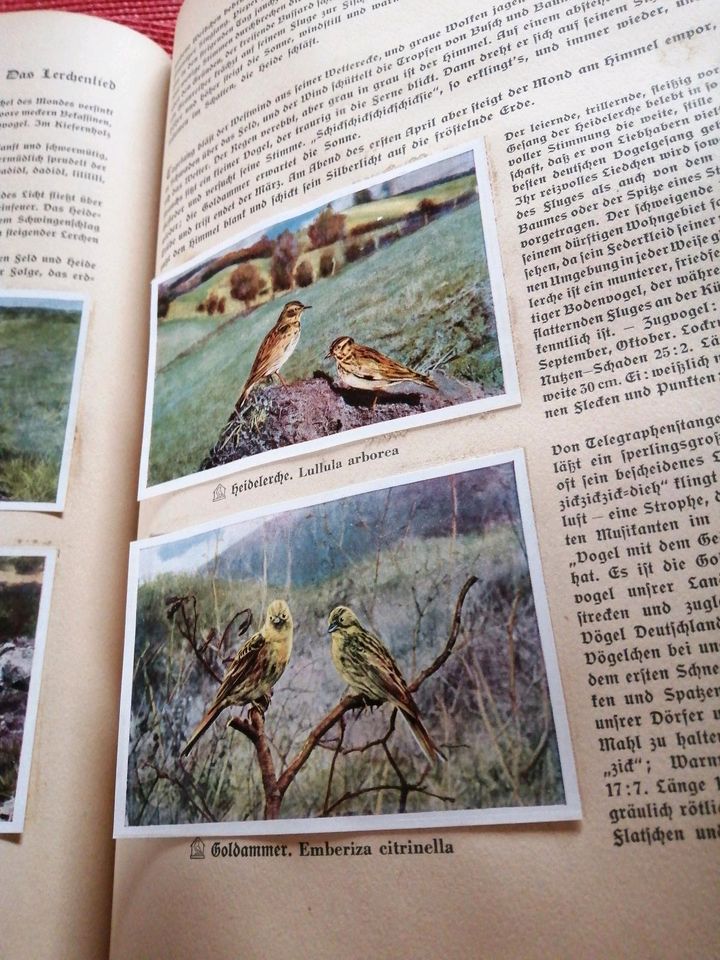 Aus Deutschlands Vogelwelt Sammelbilderalbum Nr. 5 in Windeck
