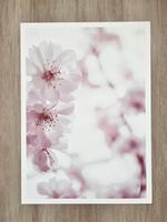 Bild Poster 50x70 cm rosa Münster (Westfalen) - Albachten Vorschau