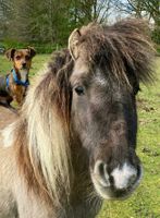 Suche Weide, Stallungen, Wiese, Sommerweide für Pferde Ponys Niedersachsen - Essen (Oldenburg) Vorschau