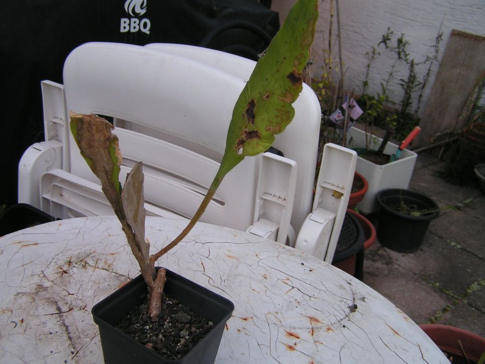 3 Epiphyllum (Farben nicht bekannt) in Worms