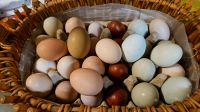 täglich frische Eier Niedersachsen - Uplengen Vorschau
