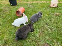 Kindergewöhnte sehr zahme Widder Kaninchen, Hase aus ausenhaltung Saarland - Schiffweiler Vorschau