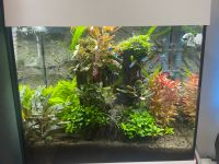 Aquarium Juvel 120 Komplett eingerichtet pumpe co2 uvm Neuhausen-Nymphenburg - Neuhausen Vorschau