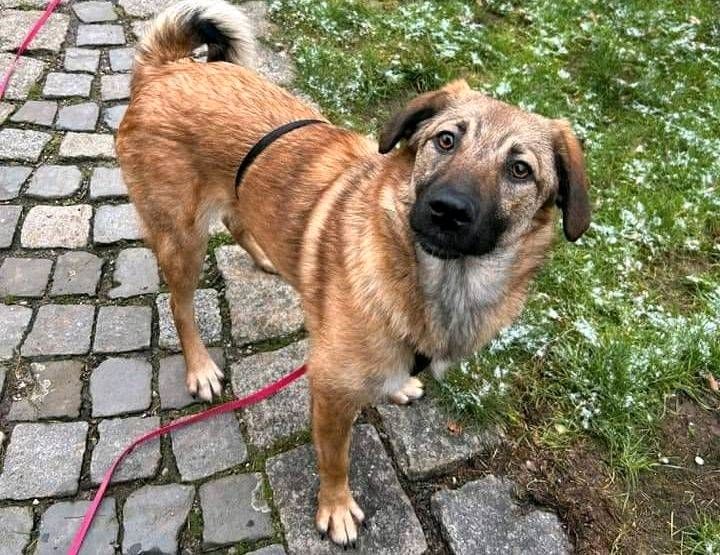 Süße PIPER ❤️ sucht ihre Familie! in Garbsen