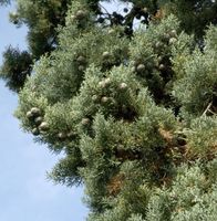Blaue Arizona-Zypresse Glauca 40-60cm - Cupressus arizonica Niedersachsen - Bad Zwischenahn Vorschau