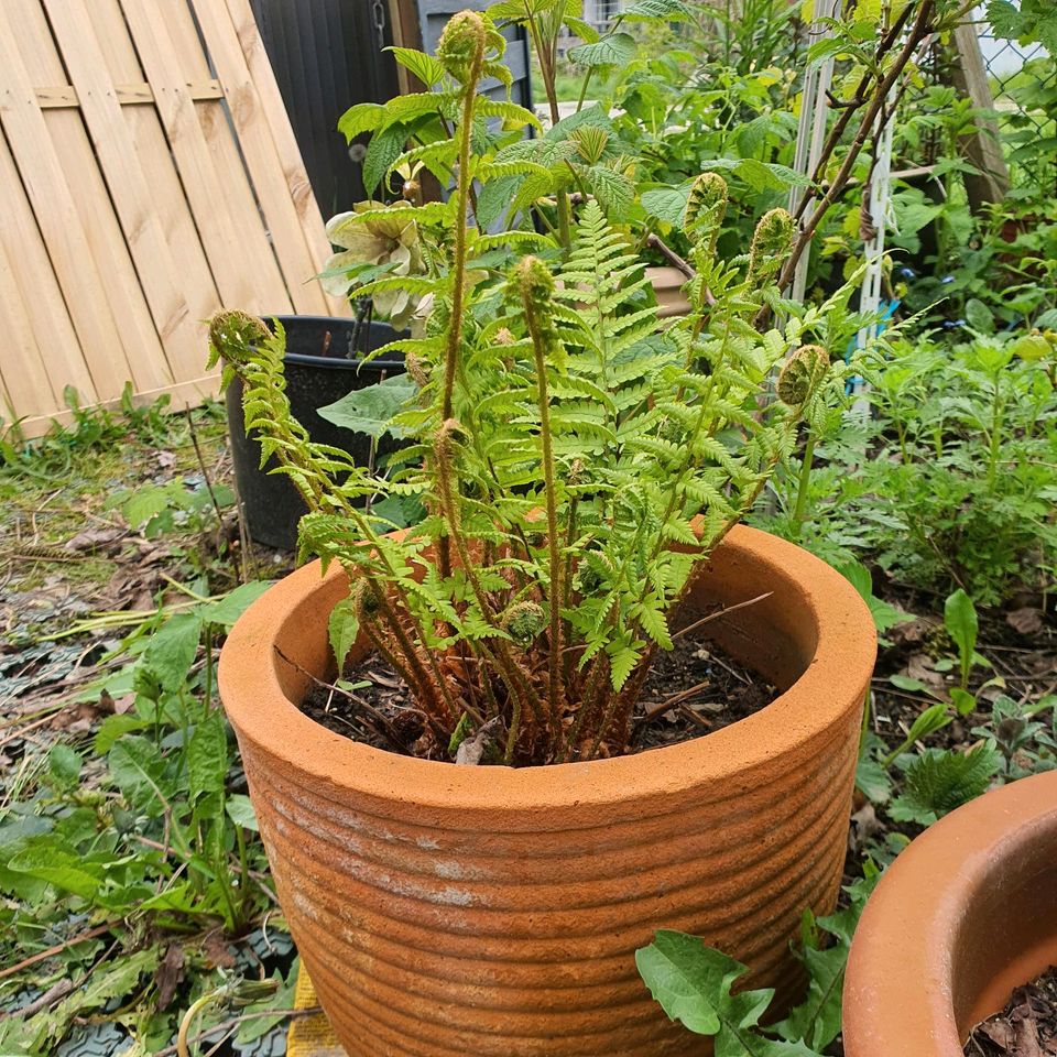 Terrakotta Blumen Topf mit man Farn Pfanne in Bad Oeynhausen