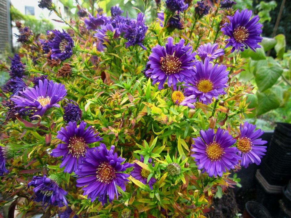 Kissen-Aster 'Augenweide' Aster dumosus violett Herbstaster in Liebenau