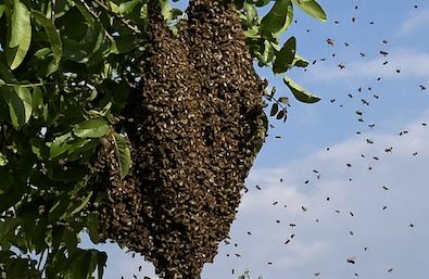 Bienenschwarm einfangen ! in Naila