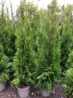 Sonderangebot: 18 x Thuja Smaragd 60-80 cm *Kostenloser Versand* Bayern - Bayreuth Vorschau