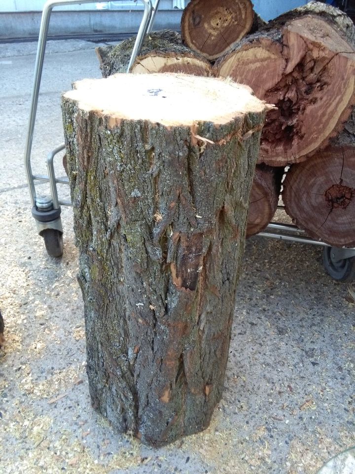 Holz Robinie trocken Robinienholz Robinienbaum Robinienstamm Baum in Schöneiche bei Berlin