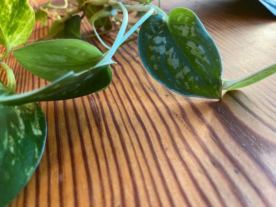 Scindapsus Epipremnum Philodendron Set in Leipzig