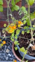 Gelbe Wildtomate erbsengroße Tomaten Saatgut Nordrhein-Westfalen - Lichtenau Vorschau
