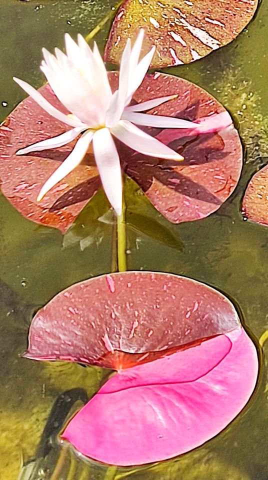 Seerose, Nymphaea Arc-en-Ciel in Norden