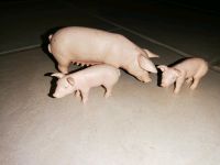 Schleich Schweine Nordrhein-Westfalen - Lippetal Vorschau