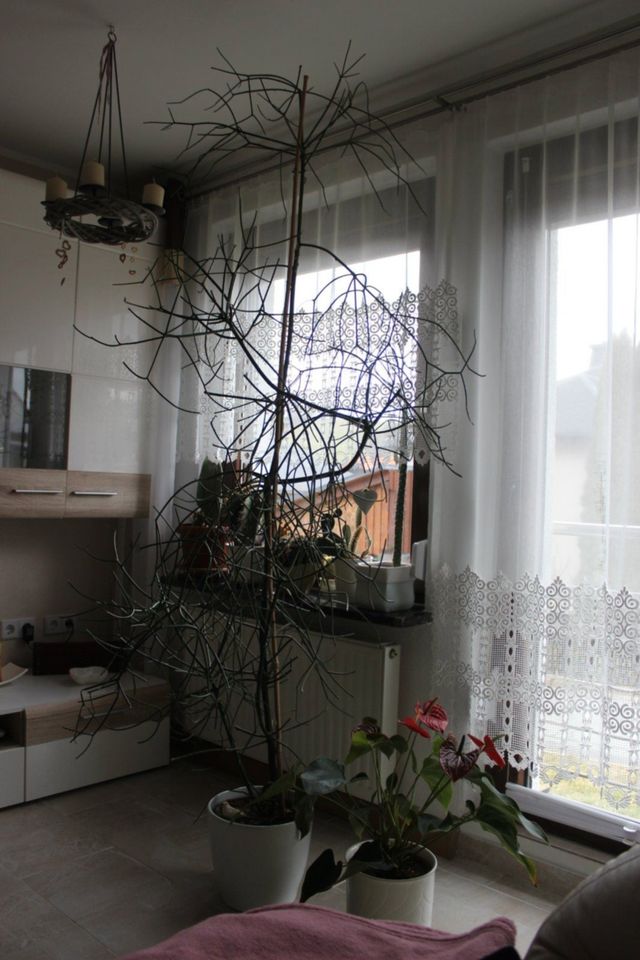 Bleistiftbaum 2,00 m, 8 Jahre alt in Drebach