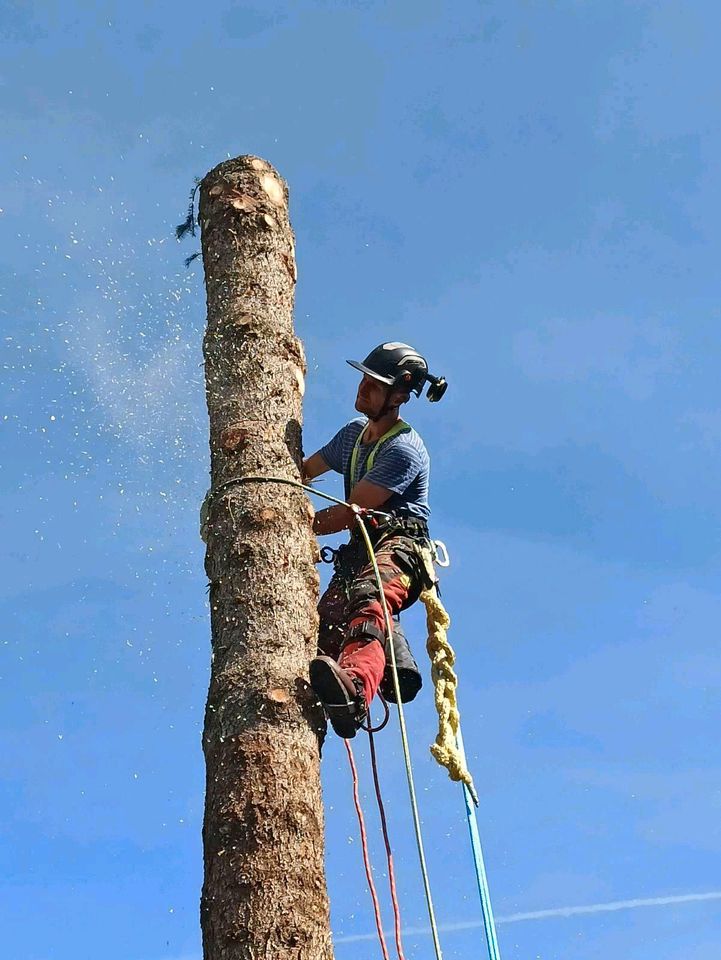 BaumFloh - Baumpflege und Baumfällungen # Baum Fällen & Schneiden in Lenzkirch