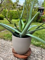 Aloe Vera mit Topf und Rollgestell Schleswig-Holstein - Kiel Vorschau