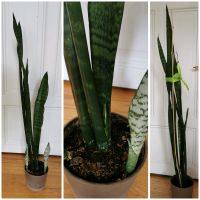 Bogenhanf / Sansevieria (1m bzw. 1,3m hoch) Frankfurt am Main - Gutleutviertel Vorschau