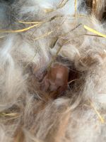 Baby Kaninchen zu verkaufen Niedersachsen - Moringen Vorschau