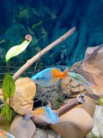 Regenbogenfische Hessen - Lahntal Vorschau
