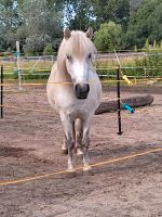 Pflegebeteiligung mit Reitunterricht Pony reiten Pankow - Blankenfelde Vorschau