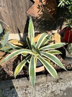 1 kleine Amerikanische Agave 'Variegata' Baden-Württemberg - Schwaikheim Vorschau