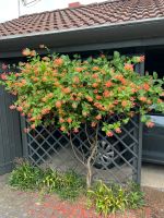 Coral honeysuckle, schöner kleiner Baum, Pflanze Garten дерево Brandenburg - Bernau Vorschau