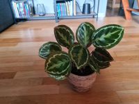 Calathea Pflanze Wandsbek - Hamburg Bergstedt Vorschau