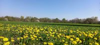 Gartengrundstück, Acker für Freizeit gesucht Baden-Württemberg - Muggensturm Vorschau