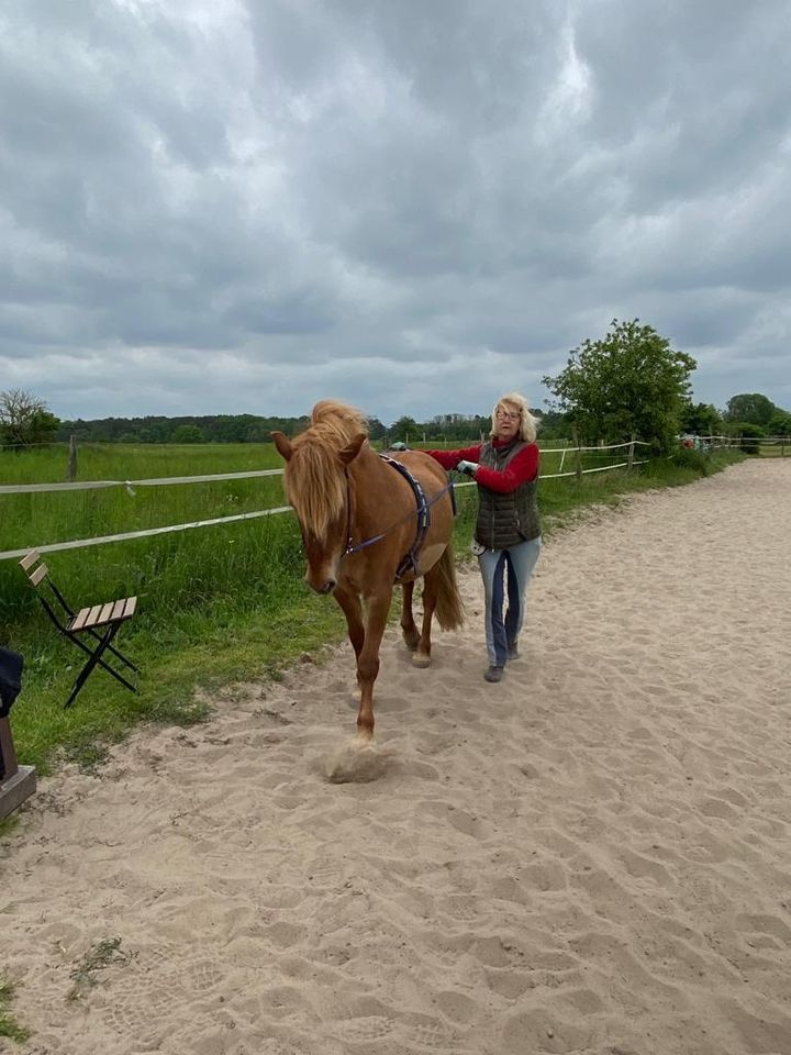 Isländer-Stute (Viergänger)für Freizeit und Wanderritte in Wörmlitz (Jerichower Land)