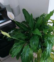 Einblatt Spathiphyllum Zimmerpflanze luftreinigende Pflanze Bayern - Kissing Vorschau
