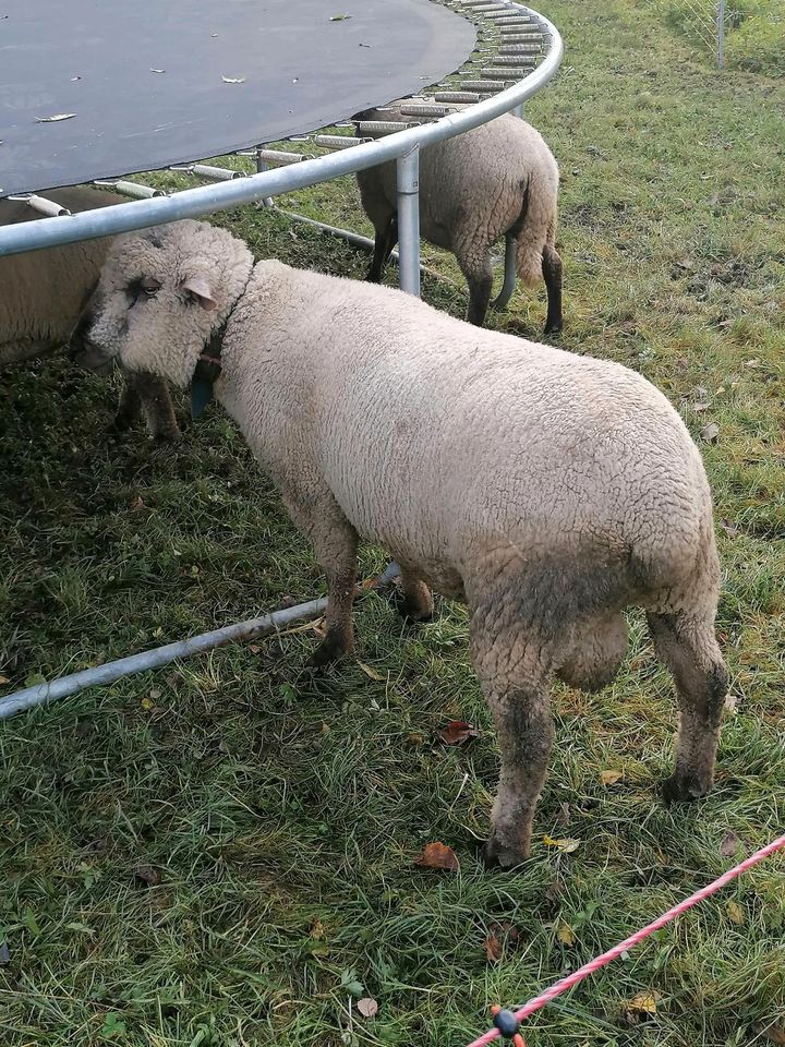 Shropshire Bock, geb. 05/22 in Vogtareuth