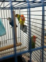 4 Vögel zu verkaufen Essen - Huttrop Vorschau