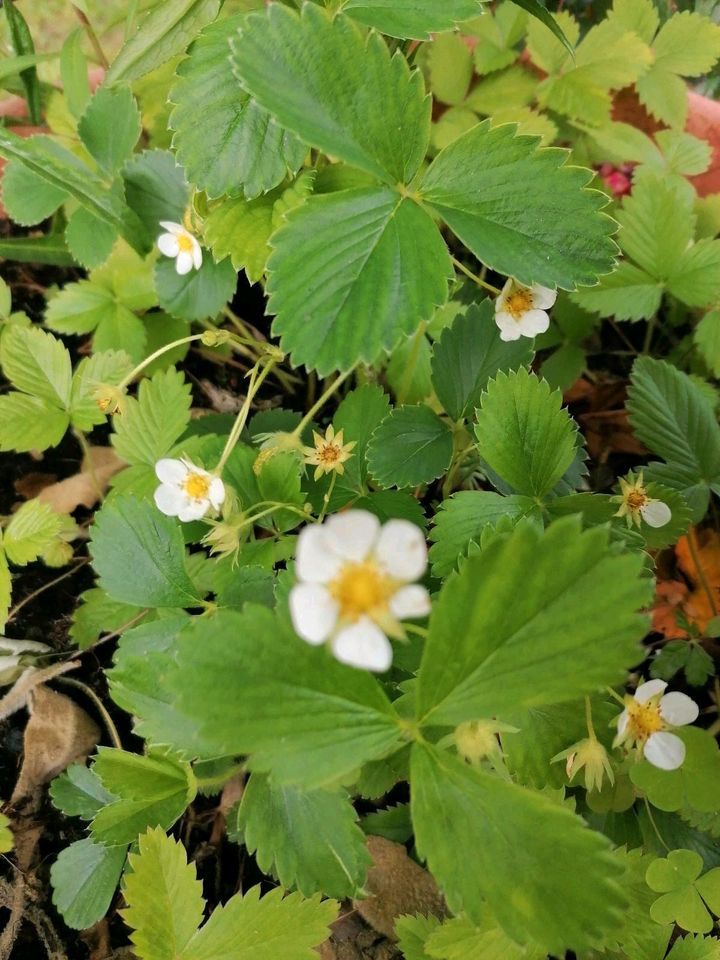 6x Walderdbeeren frostfest, Erdbeerpflanzen Bio in Norderstedt