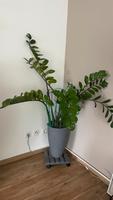 Zimmer Pflanze Glücksfeder Zamioculcas grünpflanze 1,60m groß Bayern - Fürstenzell Vorschau