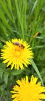 500 g Honig vom Imker: Wald, Blüten Baden-Württemberg - Schutterwald Vorschau
