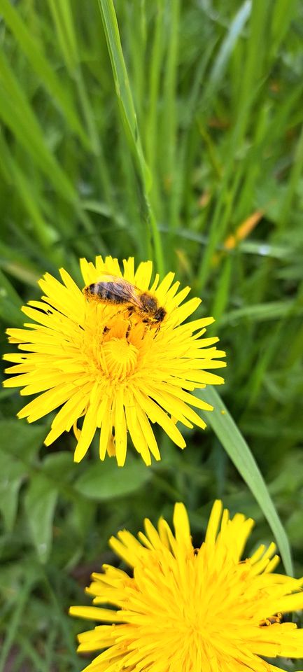 500 g Honig vom Imker: Wald, Blüten in Schutterwald